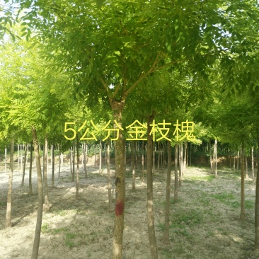 金枝槐