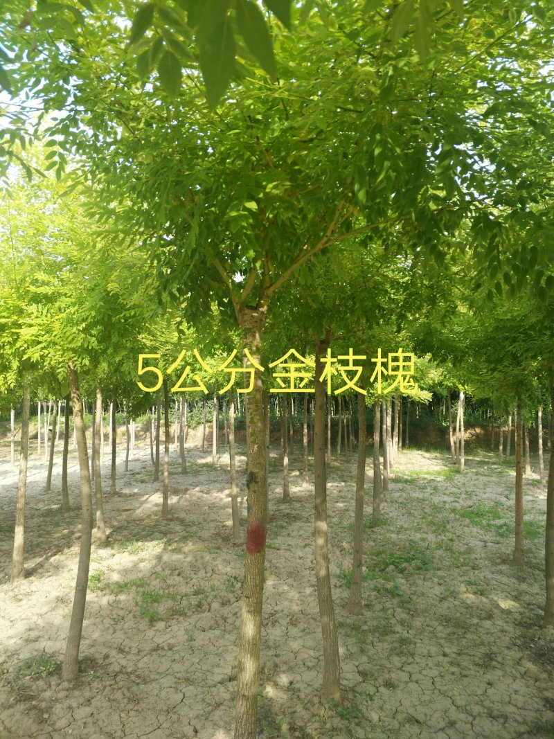 金枝槐