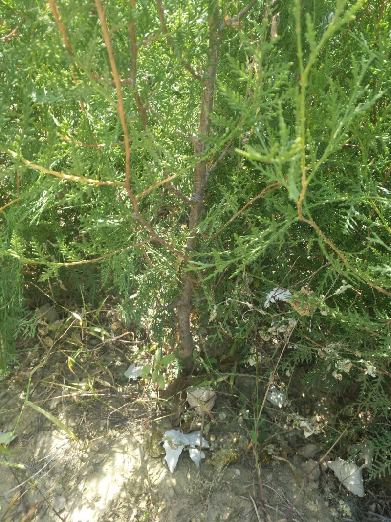 侧柏