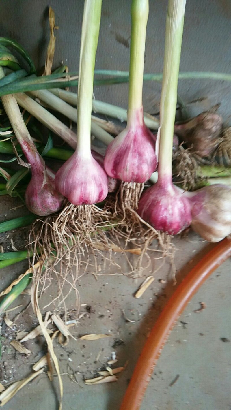 优质香蒜及优质洋葱