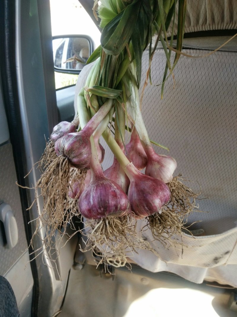 优质香蒜及优质洋葱