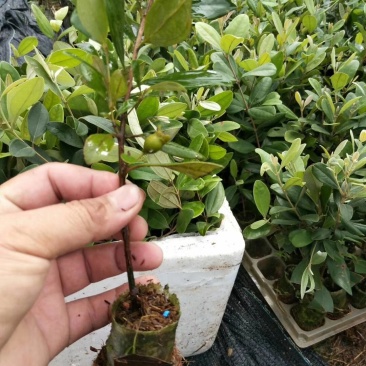 广西桃金娘苗稔子树苗山稔岗稔