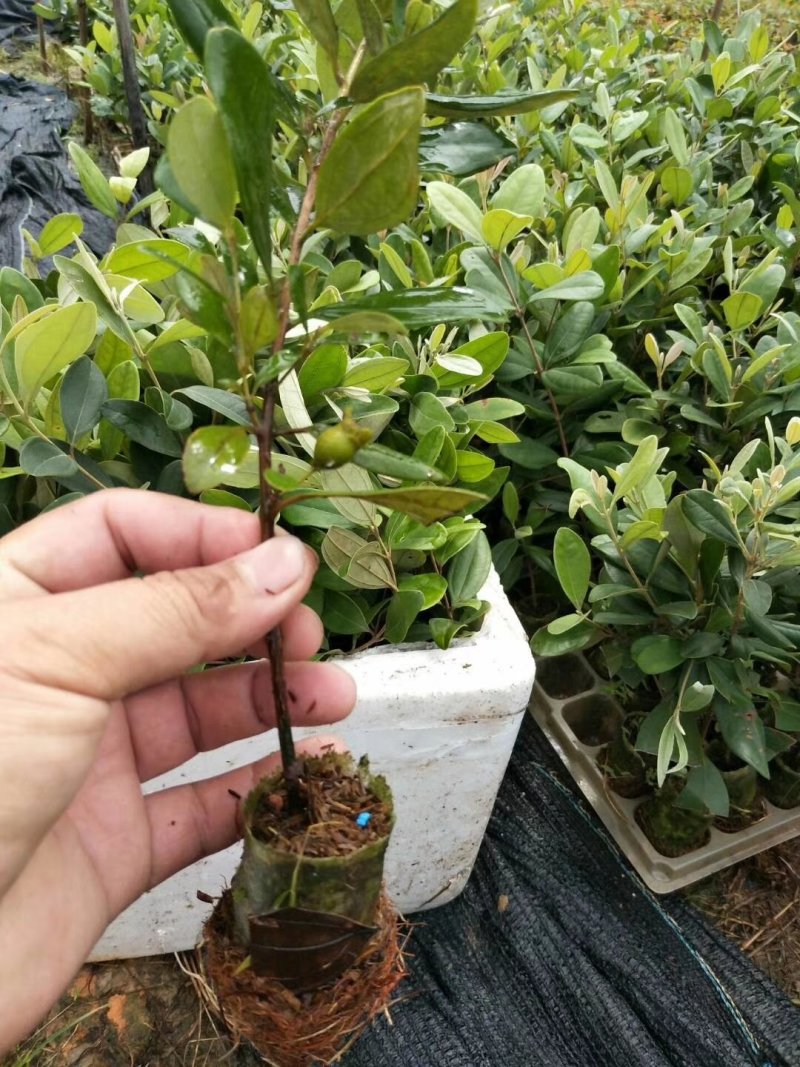 广西桃金娘苗稔子树苗山稔岗稔