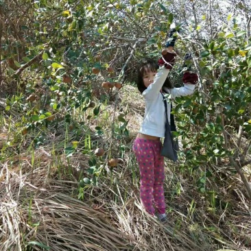 纯正野生茶油