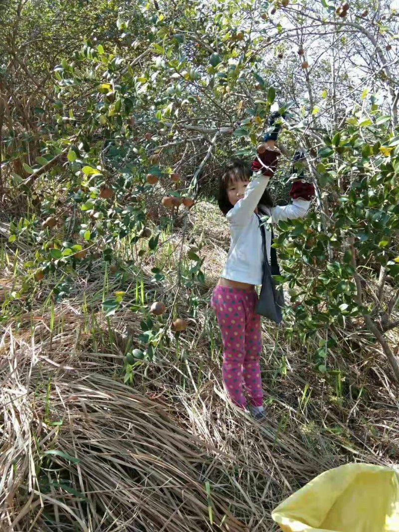 纯正野生茶油