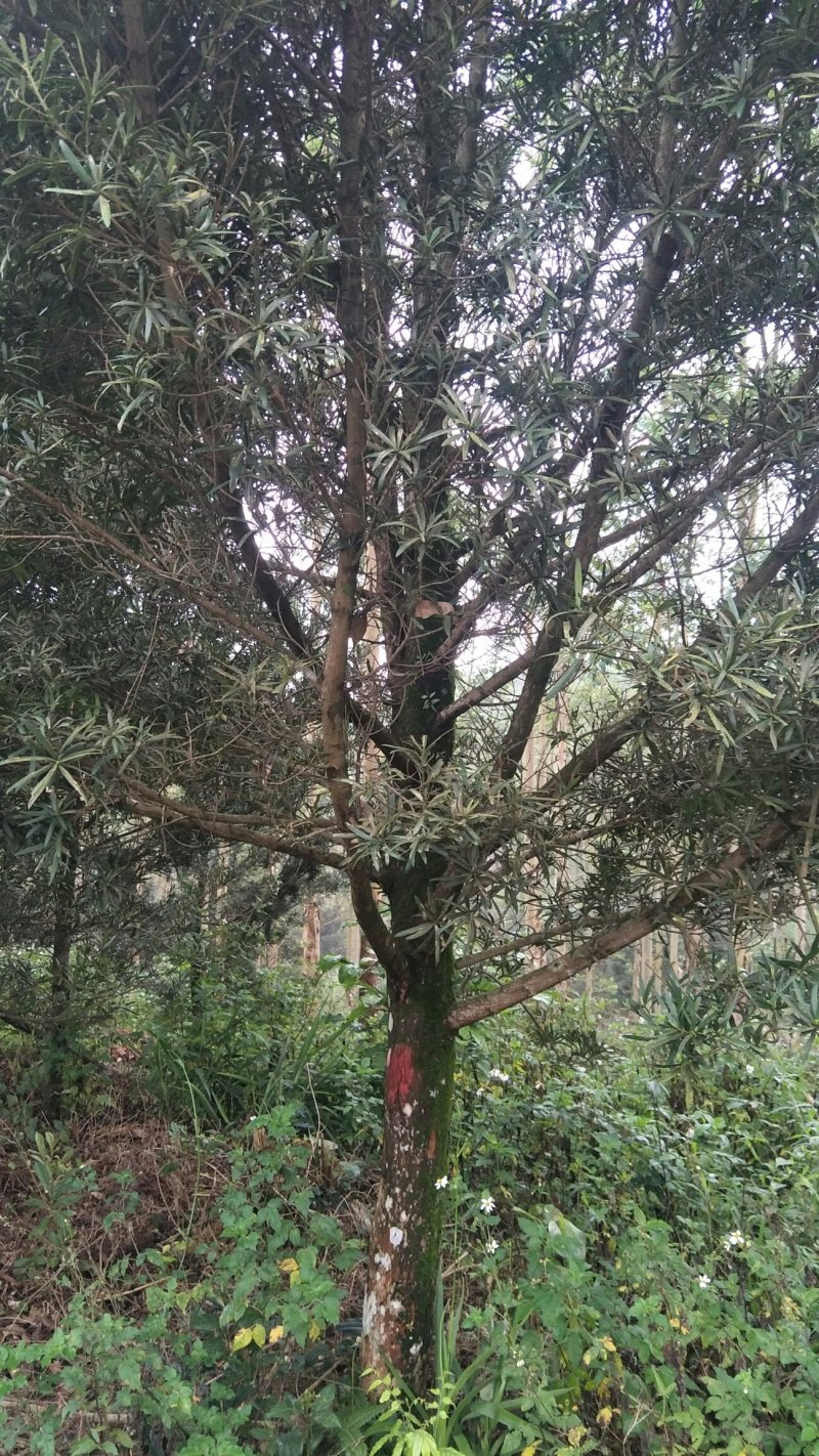 罗汉松