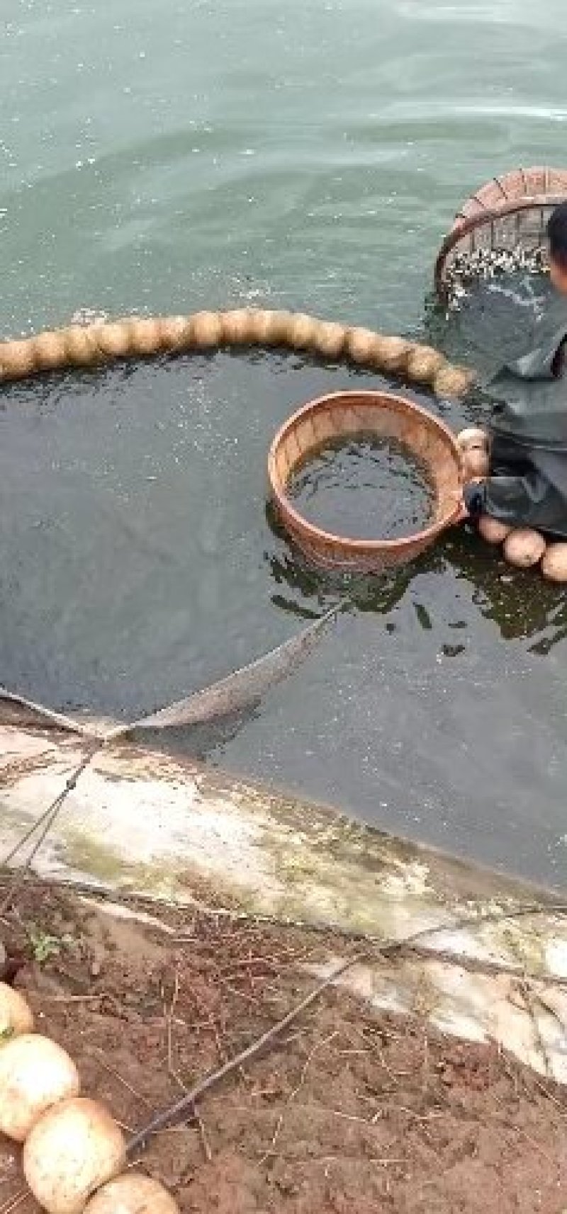 草鱼，青鱼，罗飞。