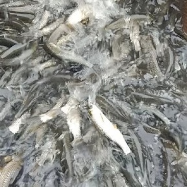 草鱼，青鱼，罗飞。