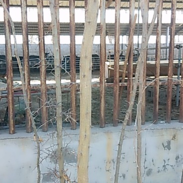 四公分皂角苗大量出售