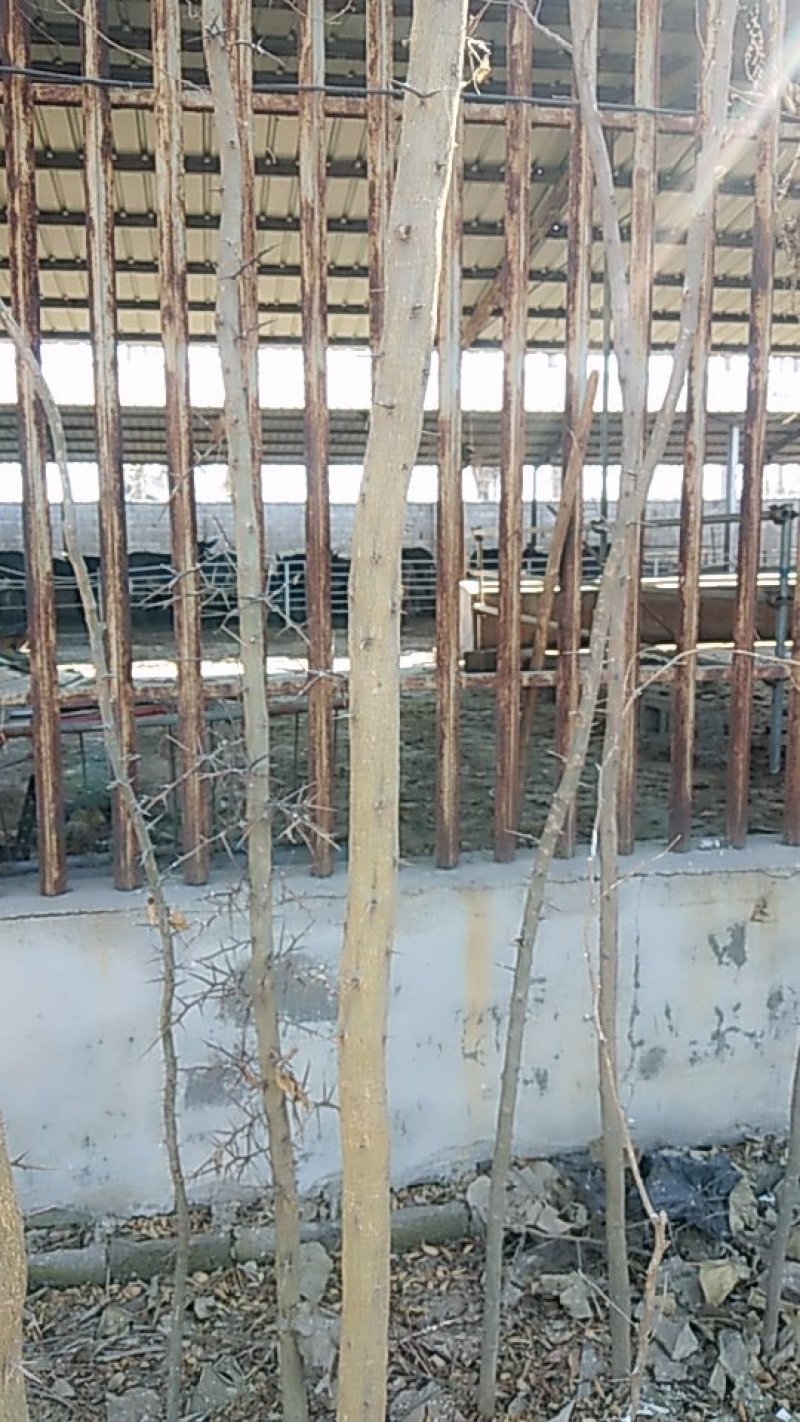 四公分皂角苗大量出售