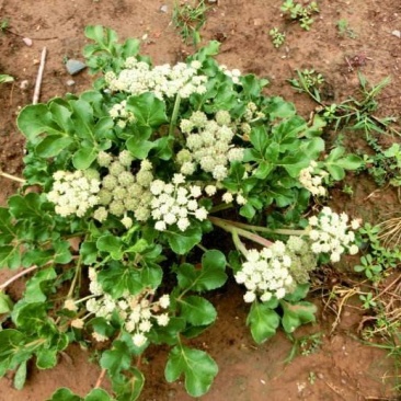 益母草