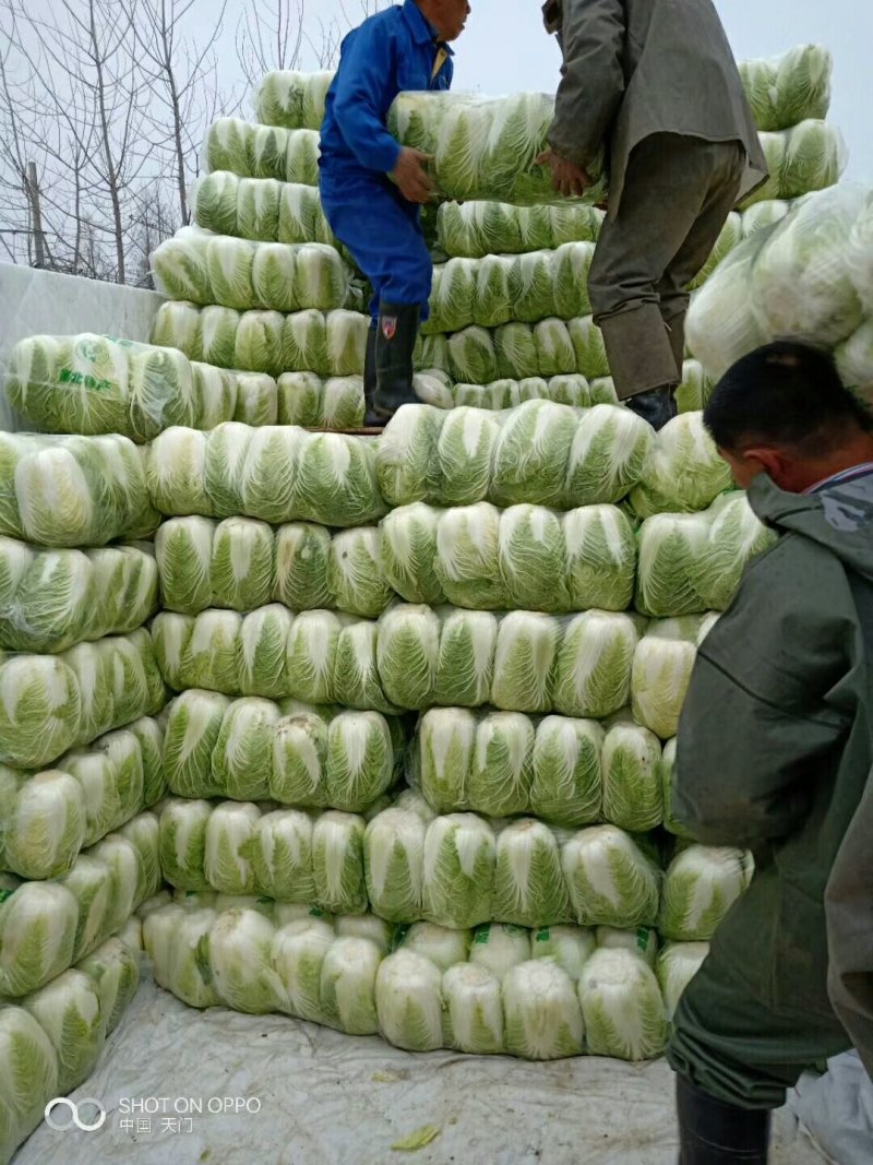 湖北黄心矮颗白菜3---5斤净菜，物美价廉，一手货源