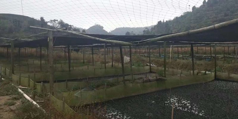 大量批发牛蛙炭火牛蛙冷冻牛蛙，一手货全国发货常年供应