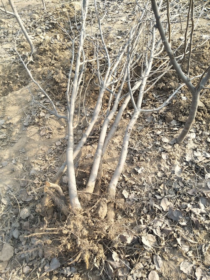 梨树