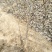 梨树