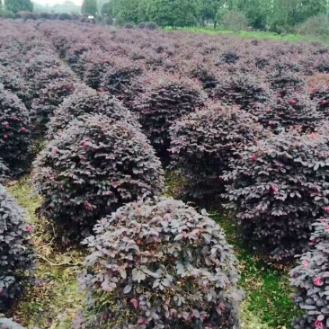 红花继木球红桎木红继木红桎木红梽木庭院别墅造型树