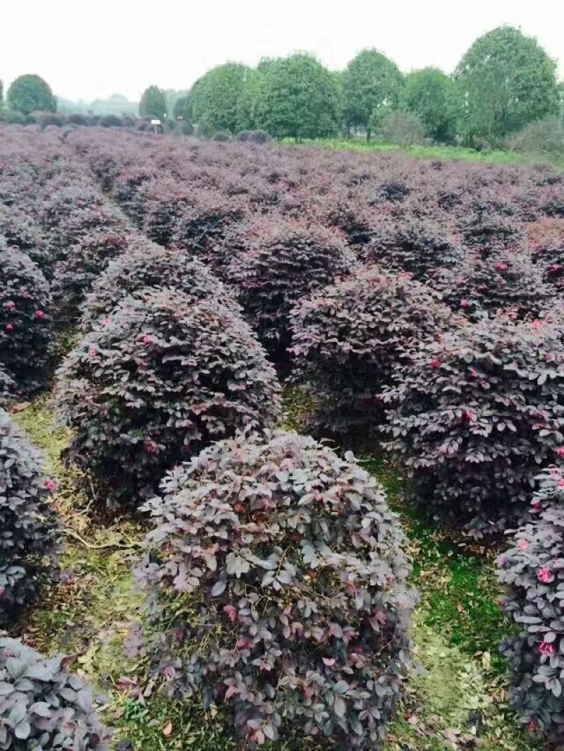 红花继木球红桎木红继木红桎木红梽木庭院别墅造型树