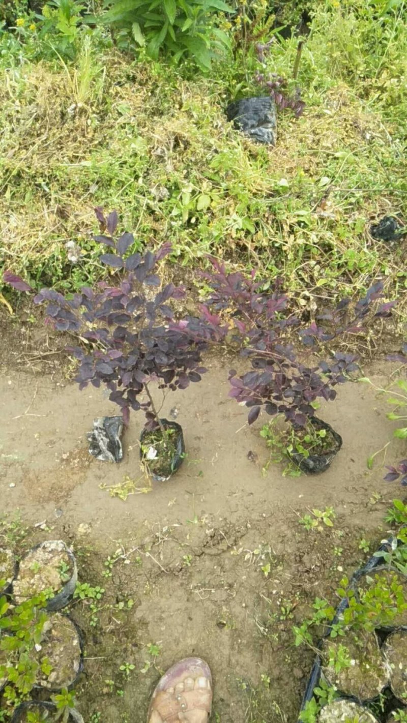 红花继木球红桎木红继木红桎木红梽木庭院别墅造型树