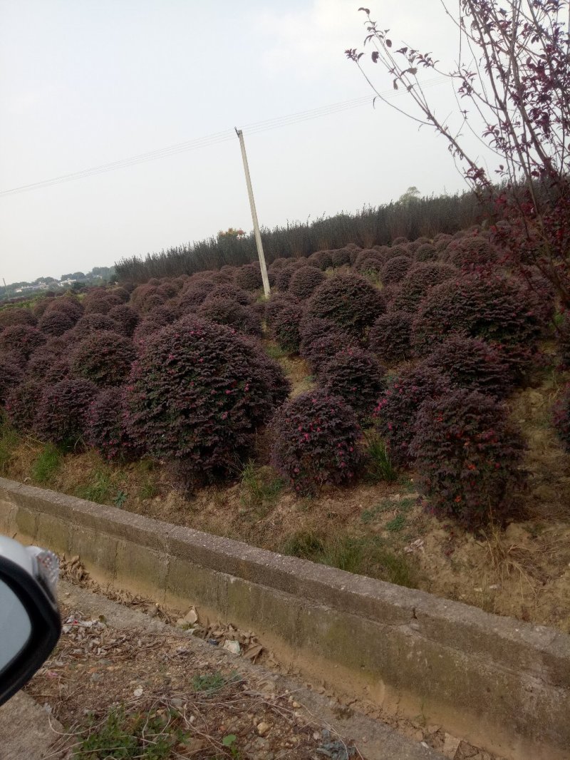红花继木球红桎木红继木红桎木红梽木庭院别墅造型树