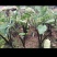 自己种值300苗紫芋头，无公害蔬菜