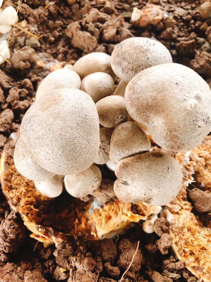 鲜香菇