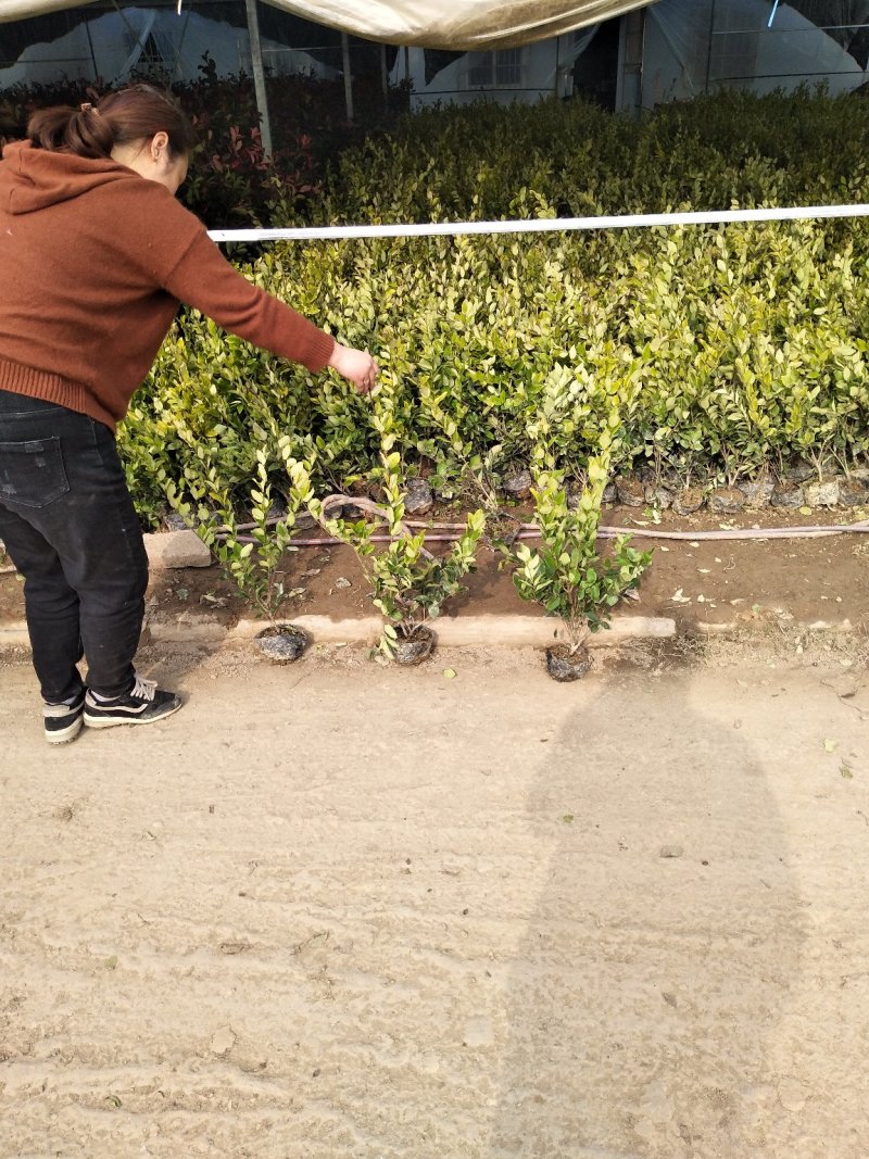 金森女贞，高度50左右