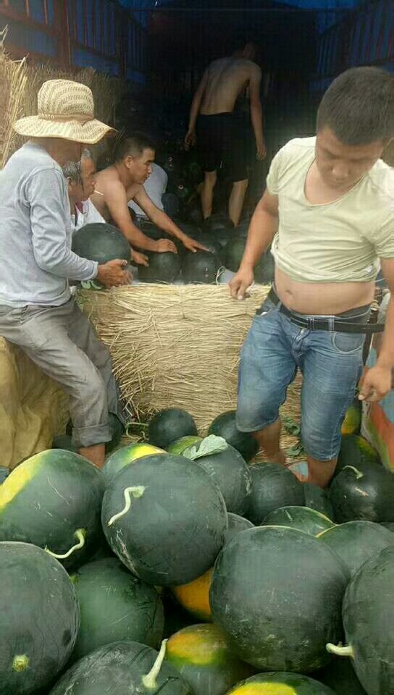 无籽西瓜10斤打底9成熟1茬瓜中之精品战斗机