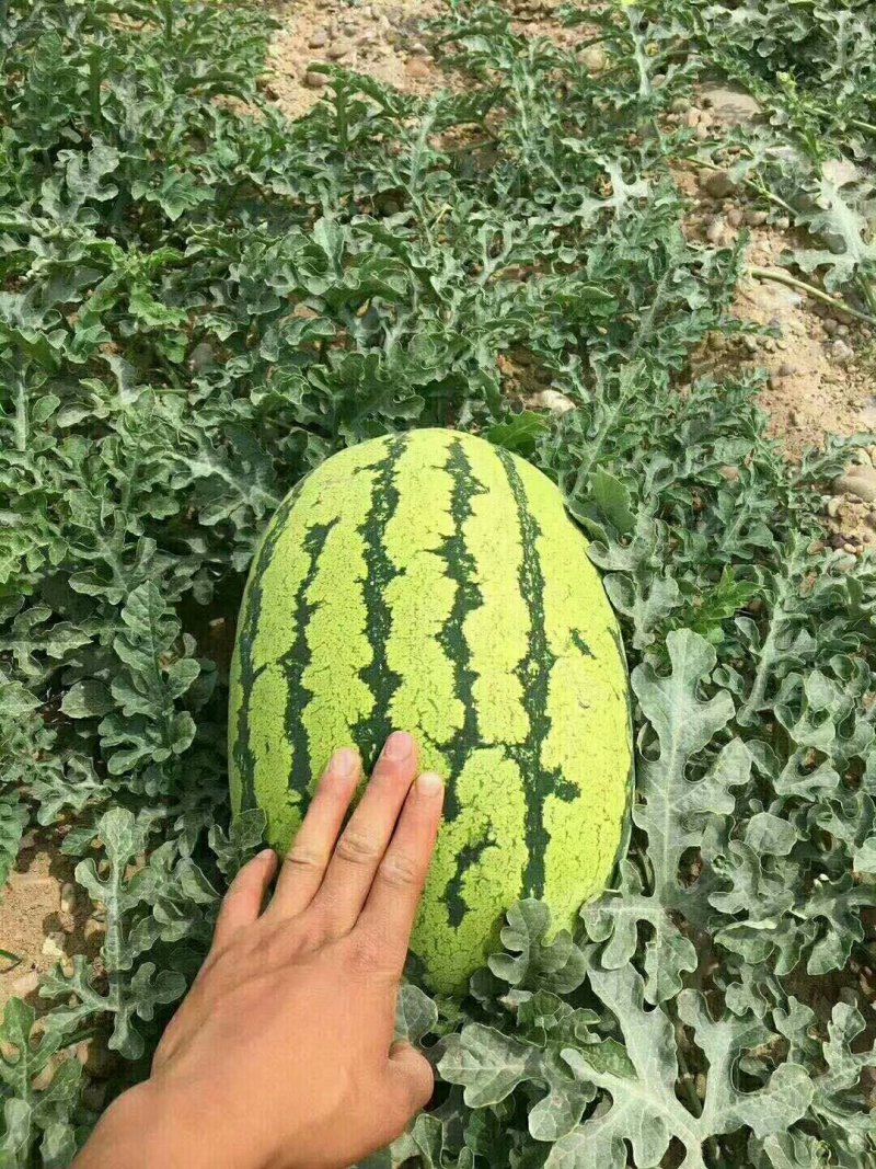 无籽西瓜10斤打底9成熟1茬瓜中之精品战斗机