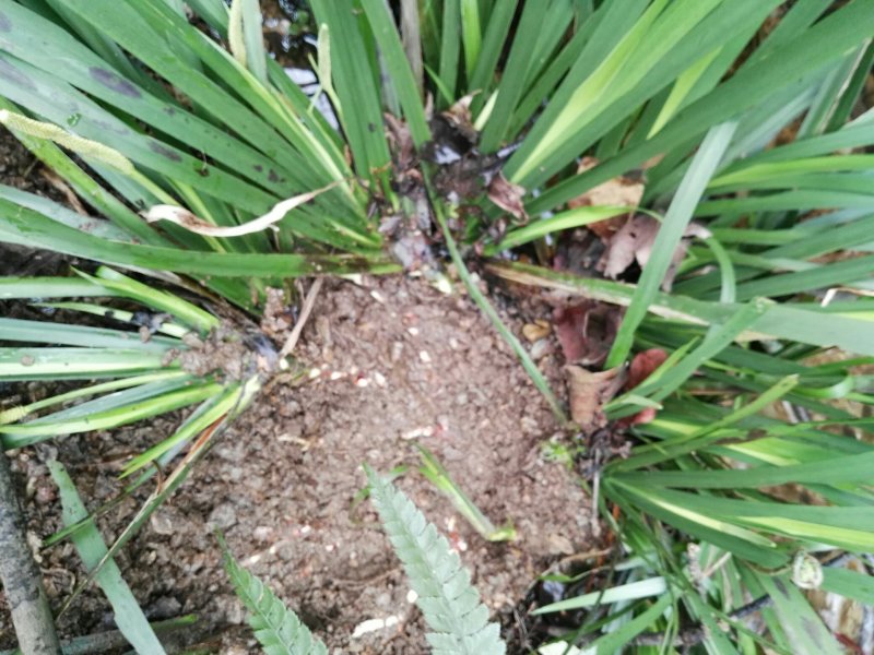 野生石菖蒲