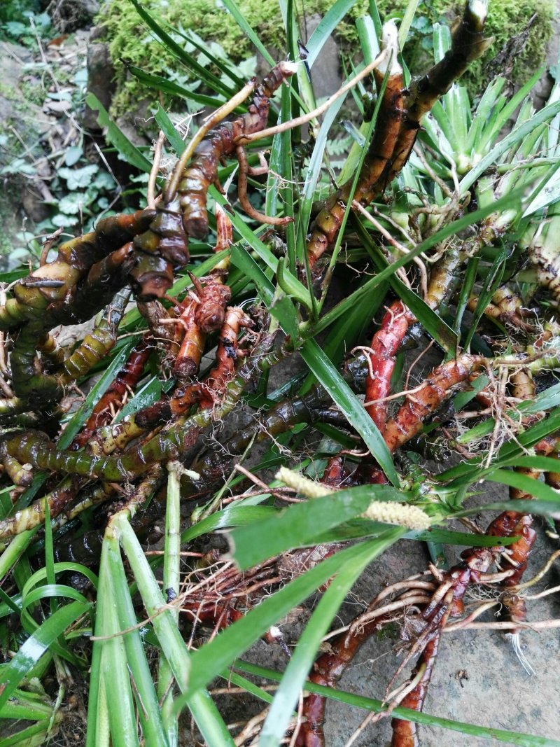 野生石菖蒲