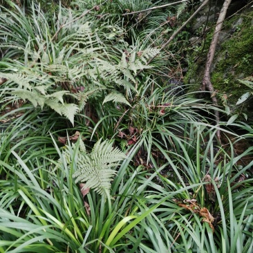 野生石菖蒲