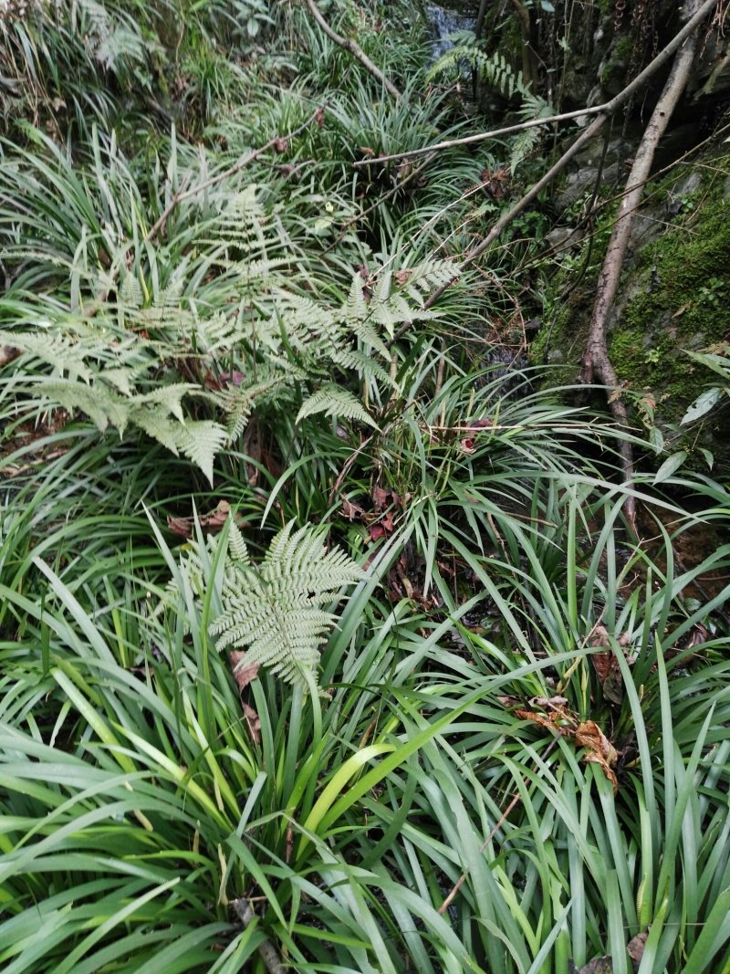 野生石菖蒲
