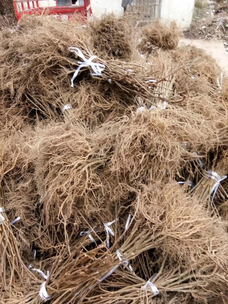 红心猕猴桃苗红阳东红黄心绿心黄金果翠玉软枣龙成2号包技术