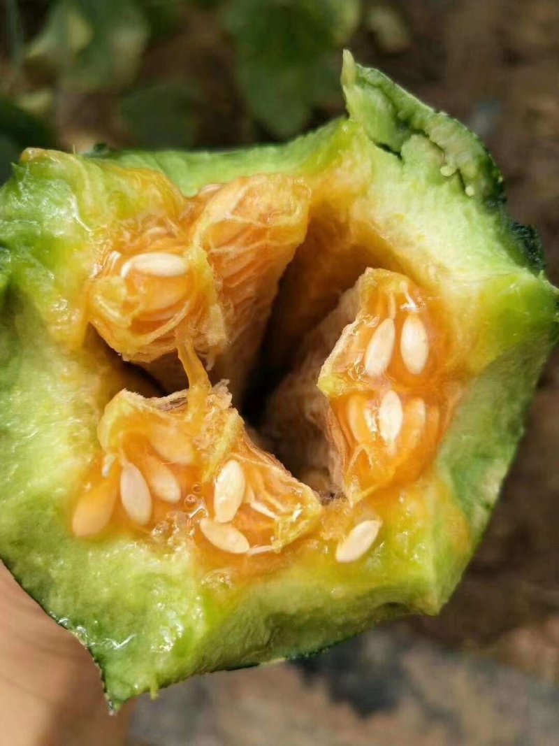 羊角蜜甜瓜