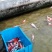 锦鲤