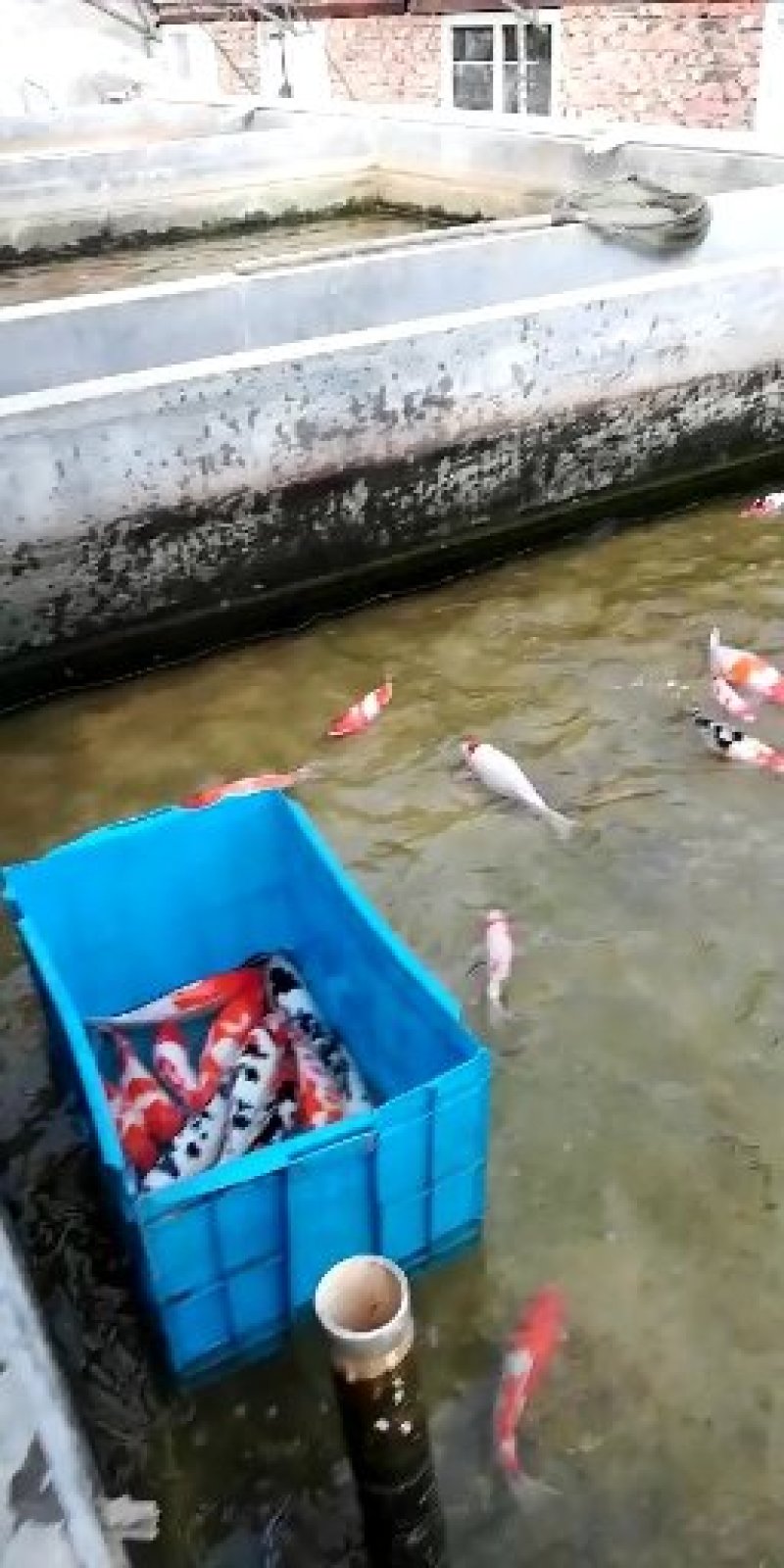 锦鲤