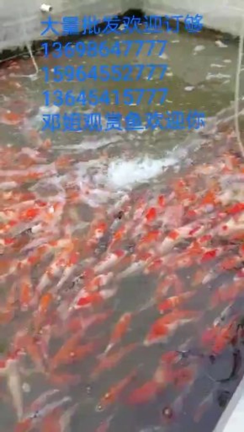 锦鲤