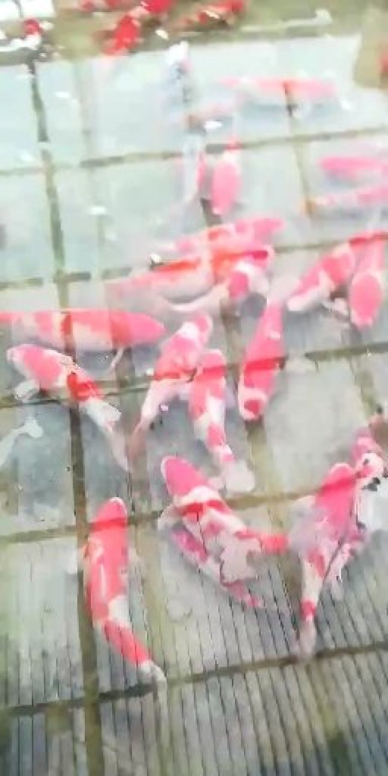 锦鲤