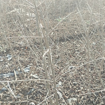 大青皮石榴苗，一年苗高度50公分以上，