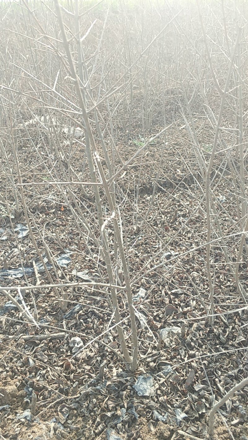 大青皮石榴苗，一年苗高度50公分以上，