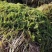 沉水植物