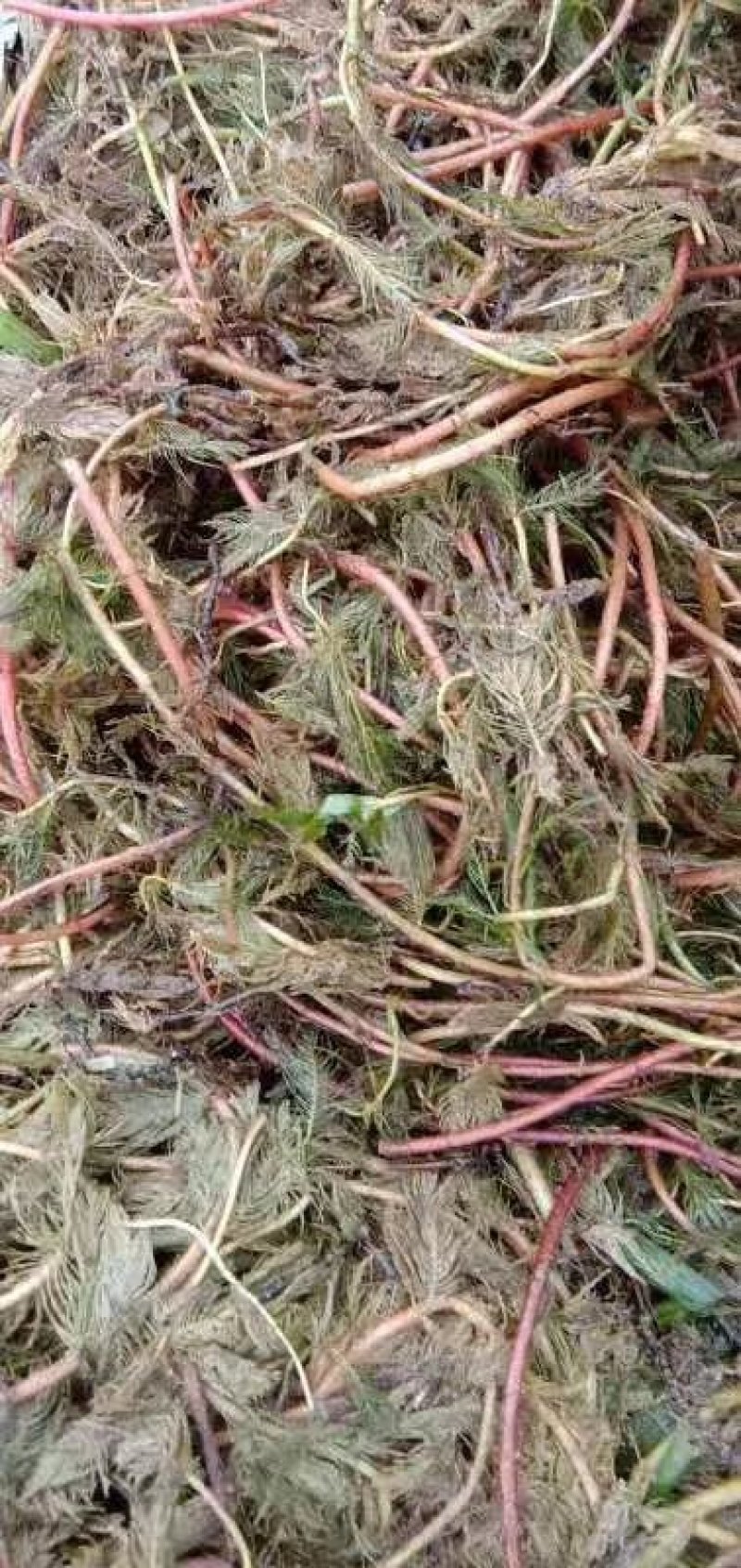 沉水植物