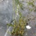 沉水植物