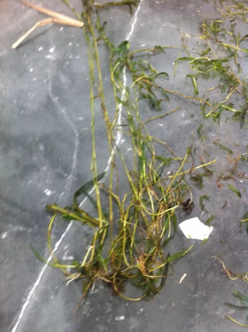 沉水植物