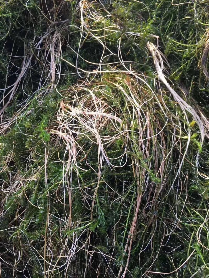沉水植物