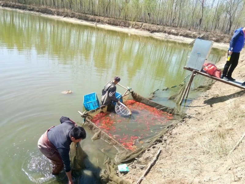 邓姐水产养殖基地