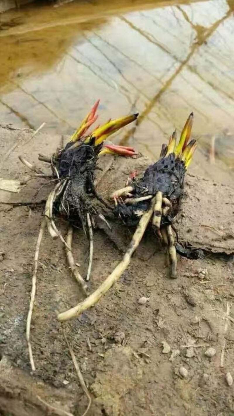 睡莲