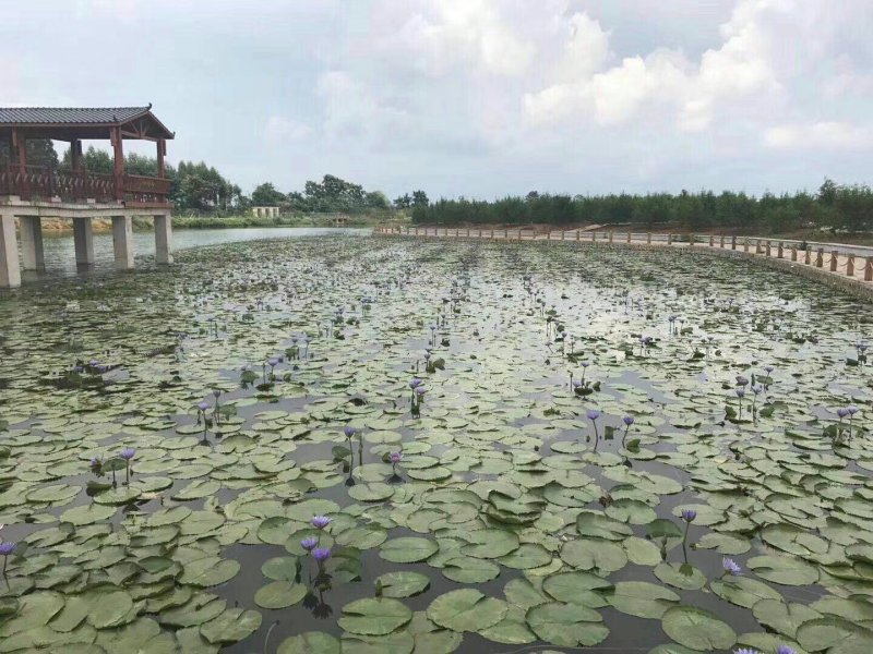 睡莲