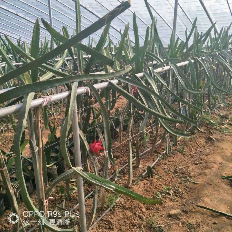 红心火龙果苗
