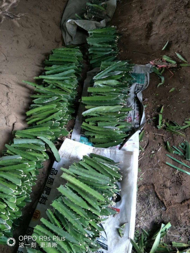 红心火龙果苗